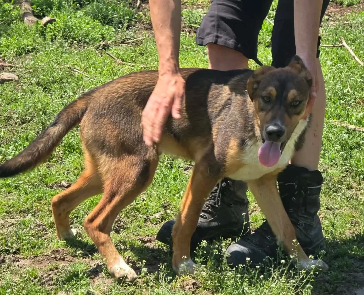 Harley, male Mixed Breed for adoption at Santerpaws Bulgarian Rescue