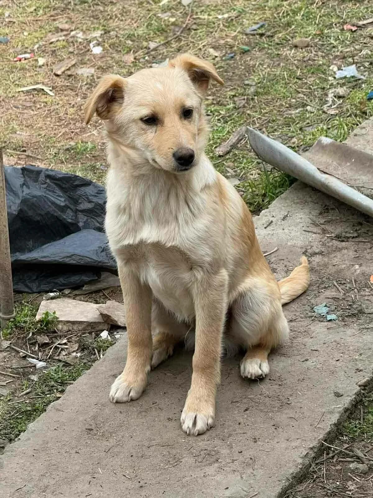 Harvey, short male young Mixed Breed for adoption at Santerpaws Bulgarian Rescue