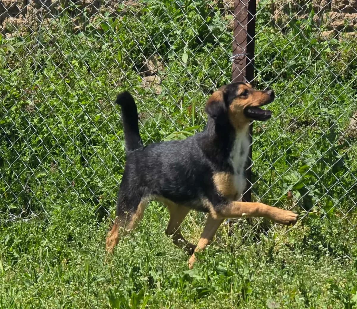 Heather, female Mixed Breed for adoption at Santerpaws Bulgarian Rescue