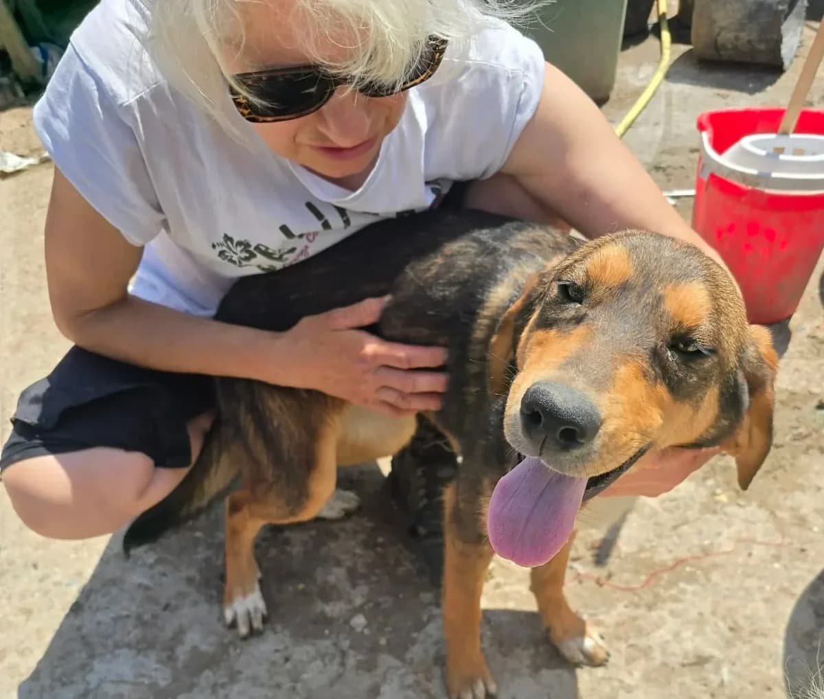 Helena, female Mixed Breed for adoption at Santerpaws Bulgarian Rescue