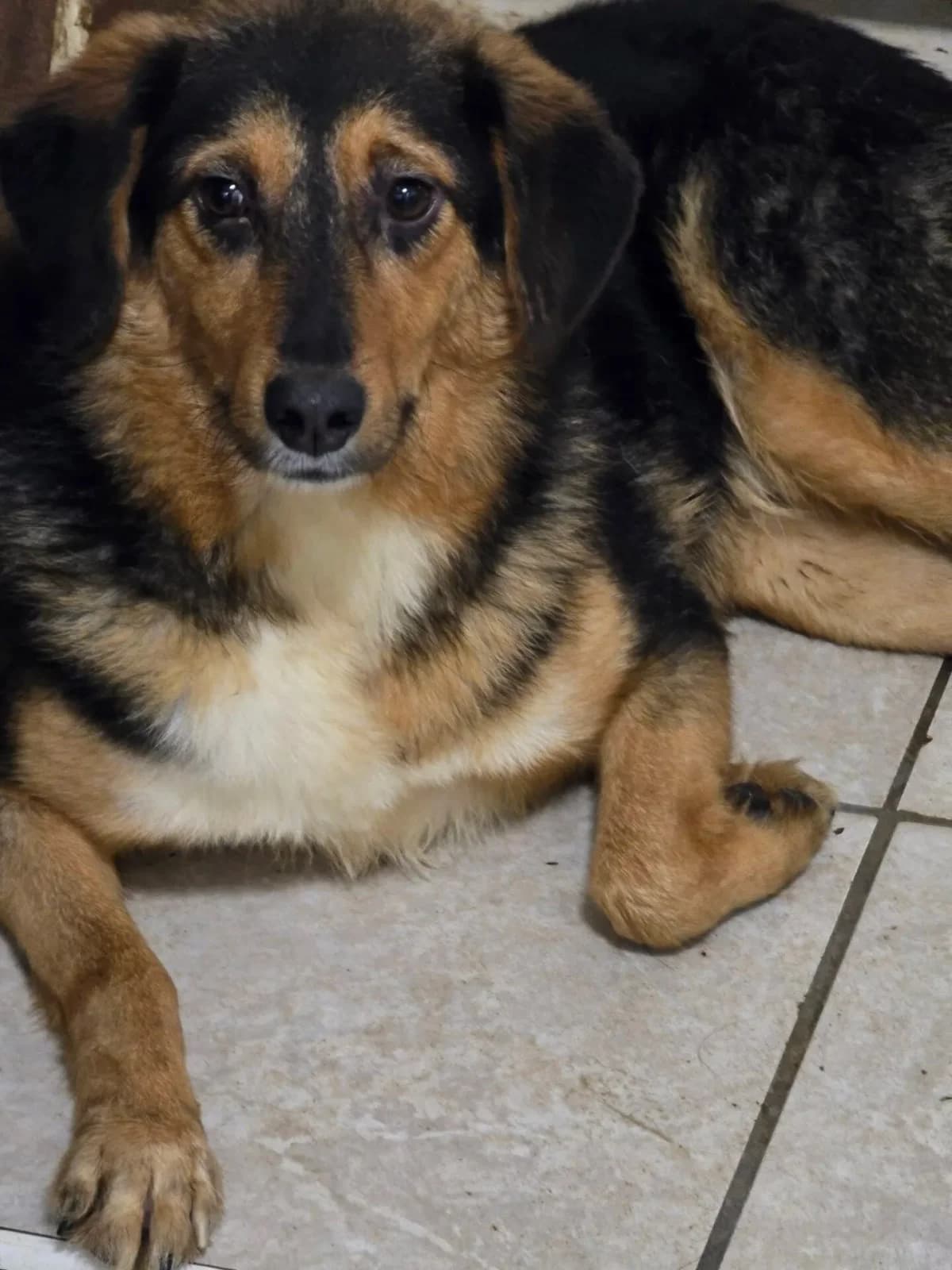 Hogan, male young Mixed Breed for adoption at Santerpaws Bulgarian Rescue