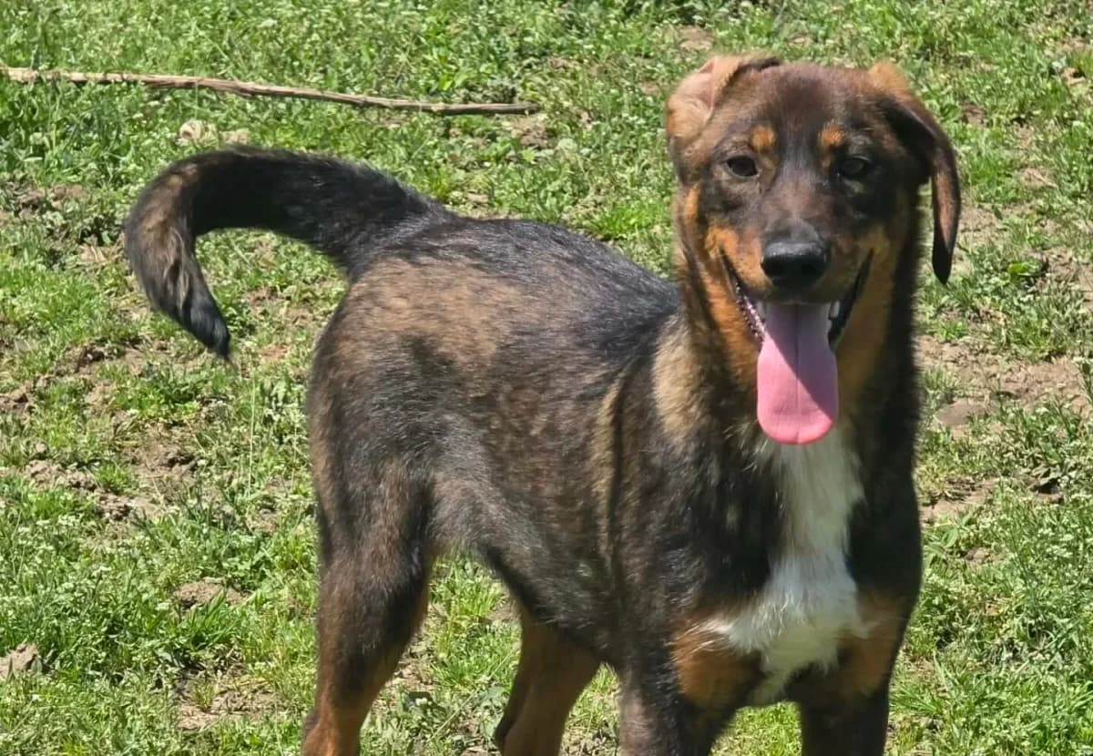Holly, female Mixed Breed for adoption at Santerpaws Bulgarian Rescue