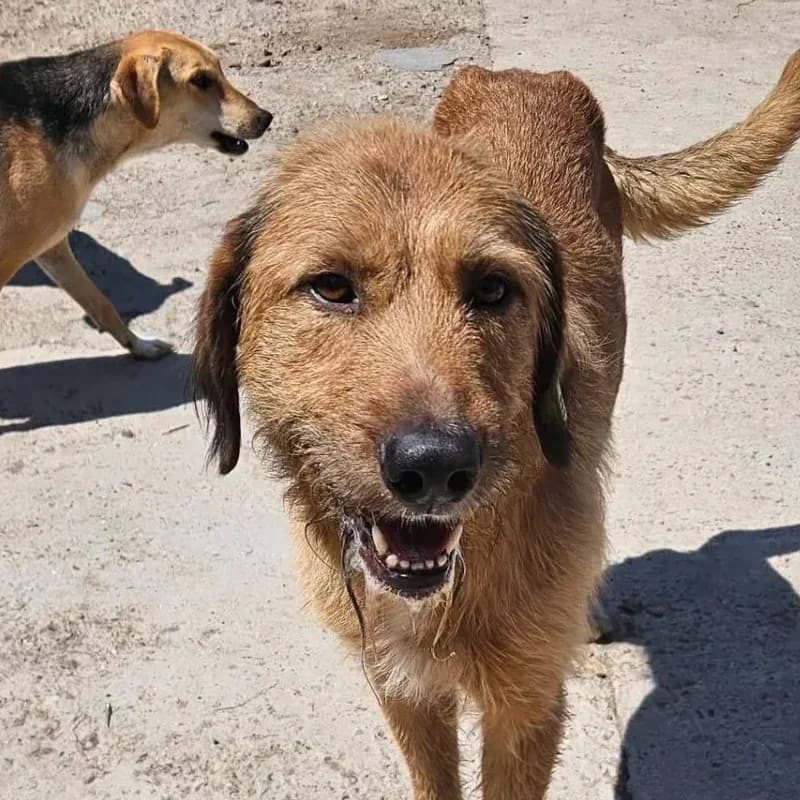 Huckleberry, male Mixed Breed for adoption at Santerpaws Bulgarian Rescue