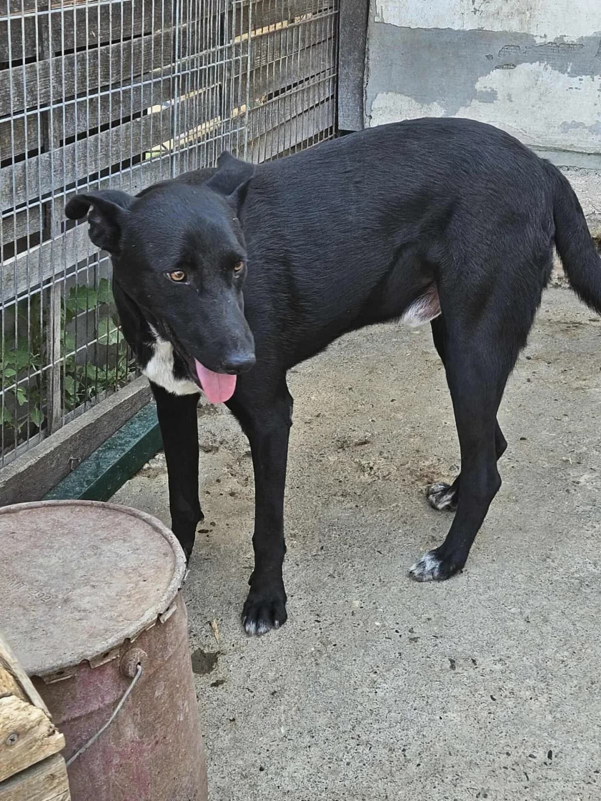 Jackson, female puppy Mixed Breed for adoption at Santerpaws Bulgarian Rescue