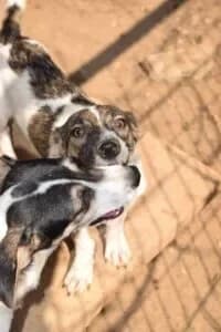 Jet, female young Mixed Breed for adoption at Santerpaws Bulgarian Rescue