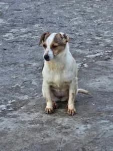 Joy, female puppy Mixed Breed for adoption at Santerpaws Bulgarian Rescue