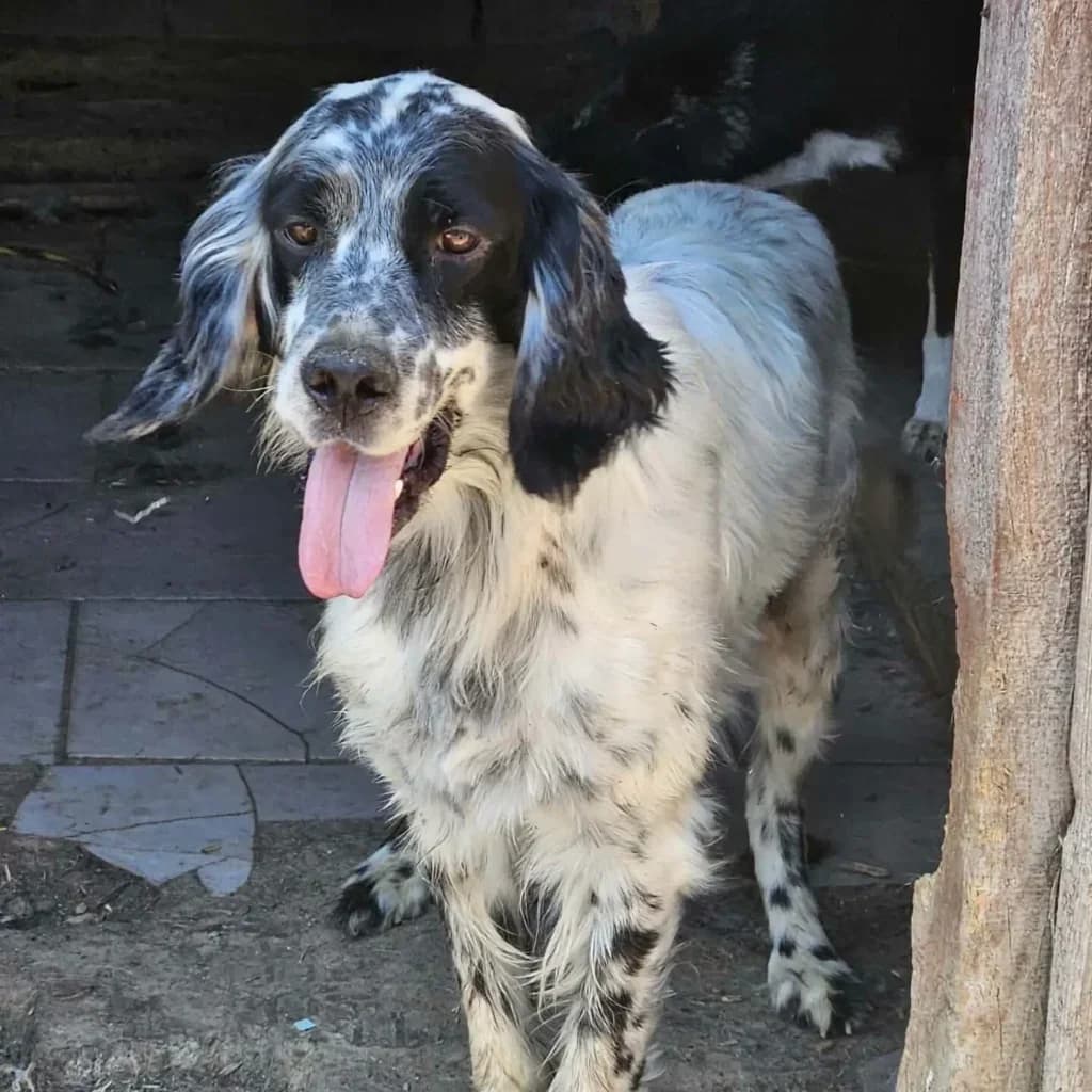 Kevin, female puppy Mixed Breed for adoption at Santerpaws Bulgarian Rescue