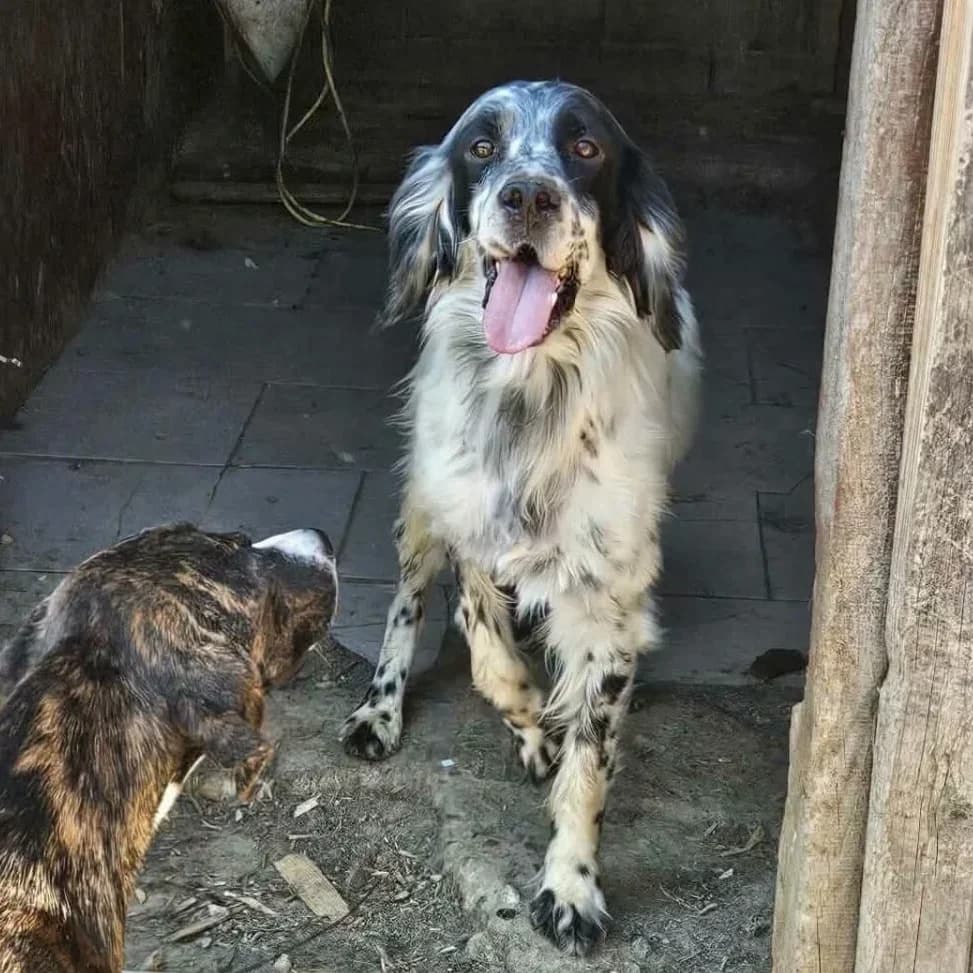Kevin, female puppy Mixed Breed for adoption at Santerpaws Bulgarian Rescue