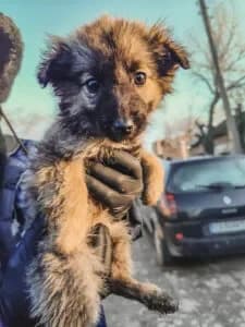 Lilli, female young Mixed Breed for adoption at Santerpaws Bulgarian Rescue