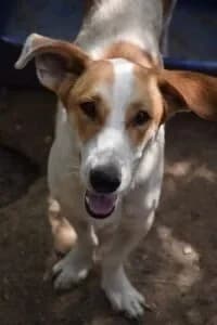 Lilly, female 5yo Mixed Breed for adoption at Santerpaws Bulgarian Rescue