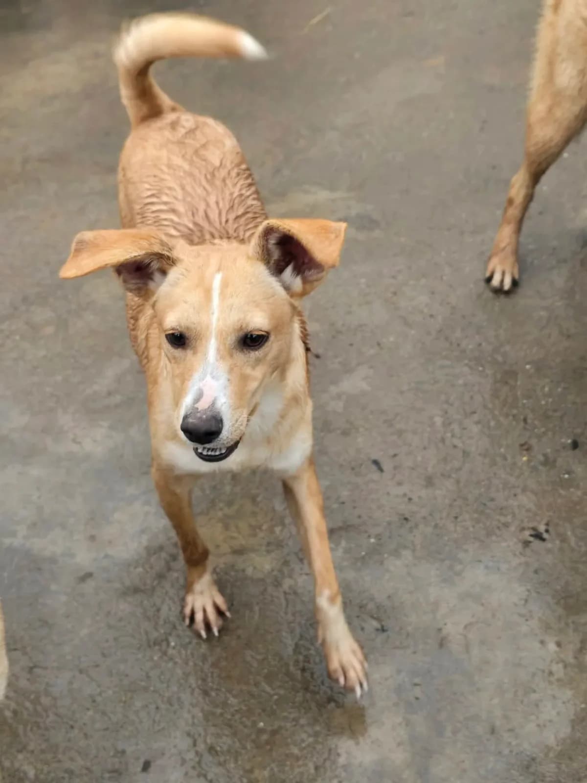 Marley, male young Mixed Breed for adoption at Santerpaws Bulgarian Rescue