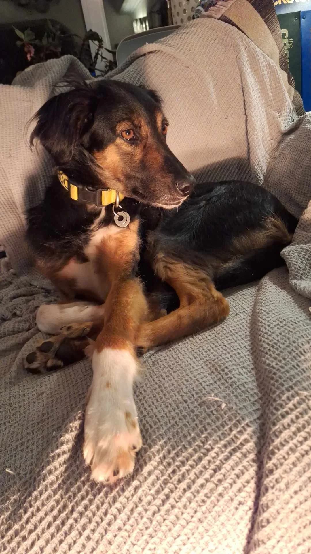Milo, female Mixed Breed for adoption at Santerpaws Bulgarian Rescue