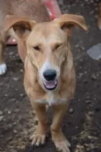 Nelly, female young Mixed Breed for adoption at Santerpaws Bulgarian Rescue