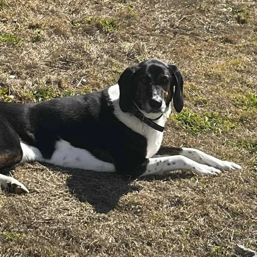 Obie, male Mixed Breed for adoption at Santerpaws Bulgarian Rescue