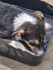 Oreo, female young Mixed Breed for adoption at Santerpaws Bulgarian Rescue