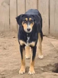 Pascal, male Mixed Breed for adoption at Santerpaws Bulgarian Rescue