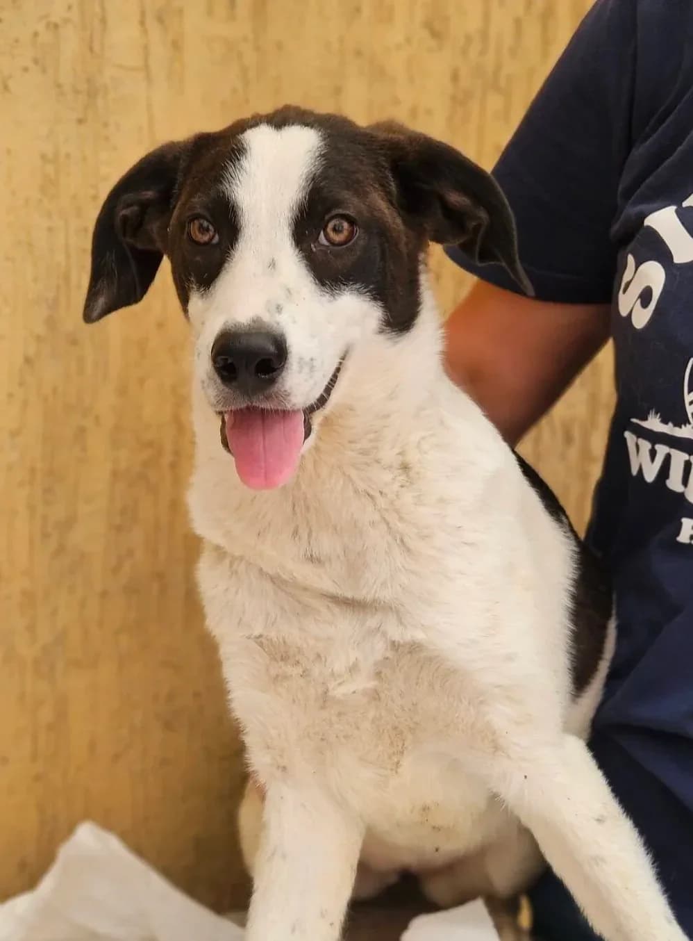 Patch, female puppy Mixed Breed for adoption at Santerpaws Bulgarian Rescue