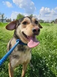 Payton, female young Mixed Breed for adoption at Santerpaws Bulgarian Rescue