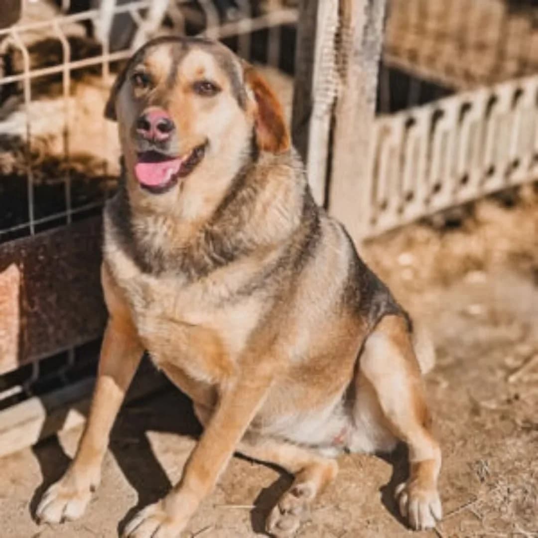 Payton, female Mixed Breed for adoption at Santerpaws Bulgarian Rescue