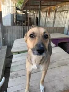 Pellet, female Mixed Breed for adoption at Santerpaws Bulgarian Rescue