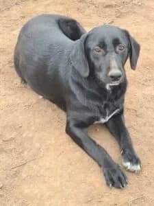 Pierre, male Mixed Breed for adoption at Santerpaws Bulgarian Rescue