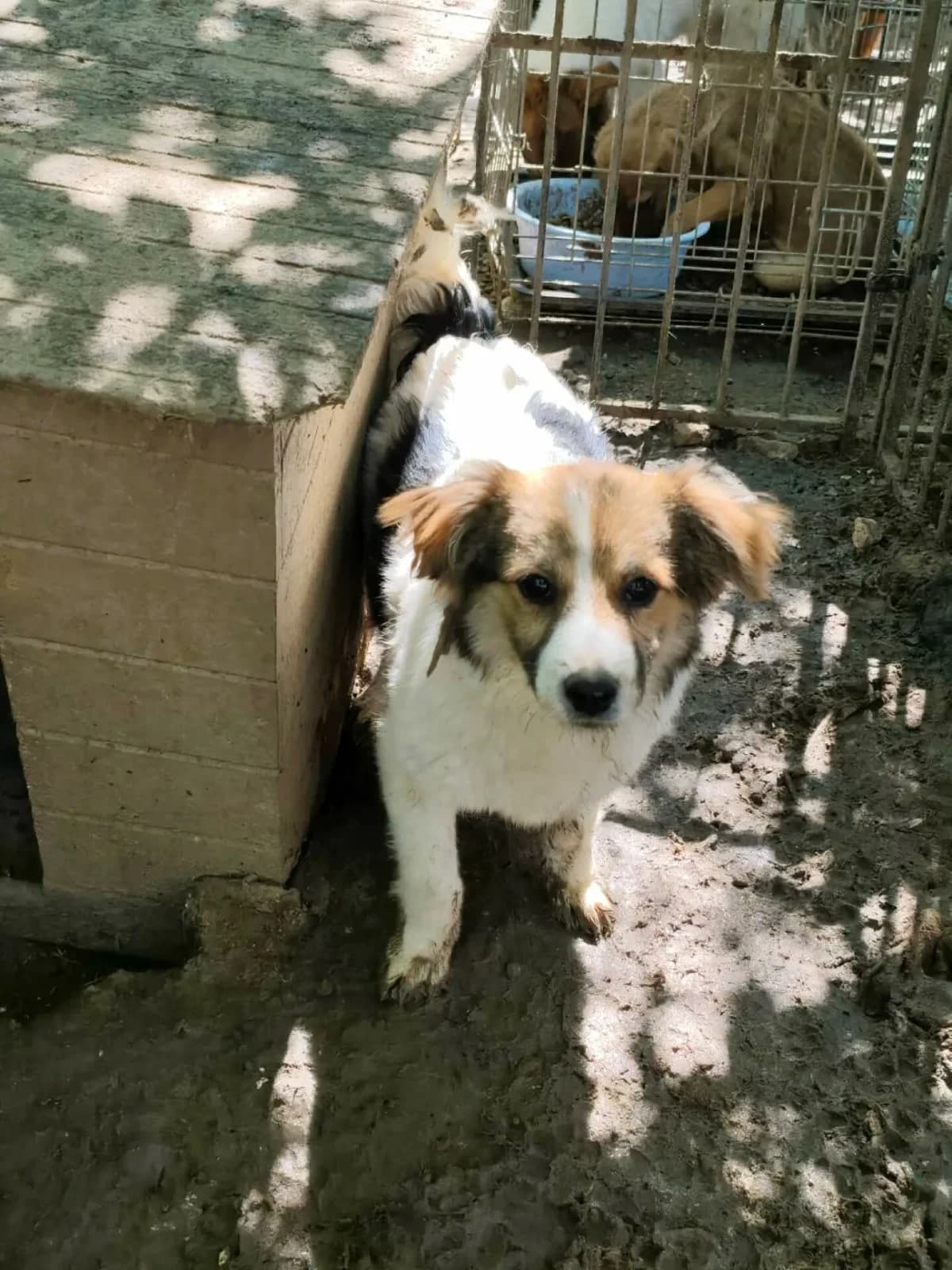 Roshko, male puppy Mixed Breed for adoption at Santerpaws Bulgarian Rescue
