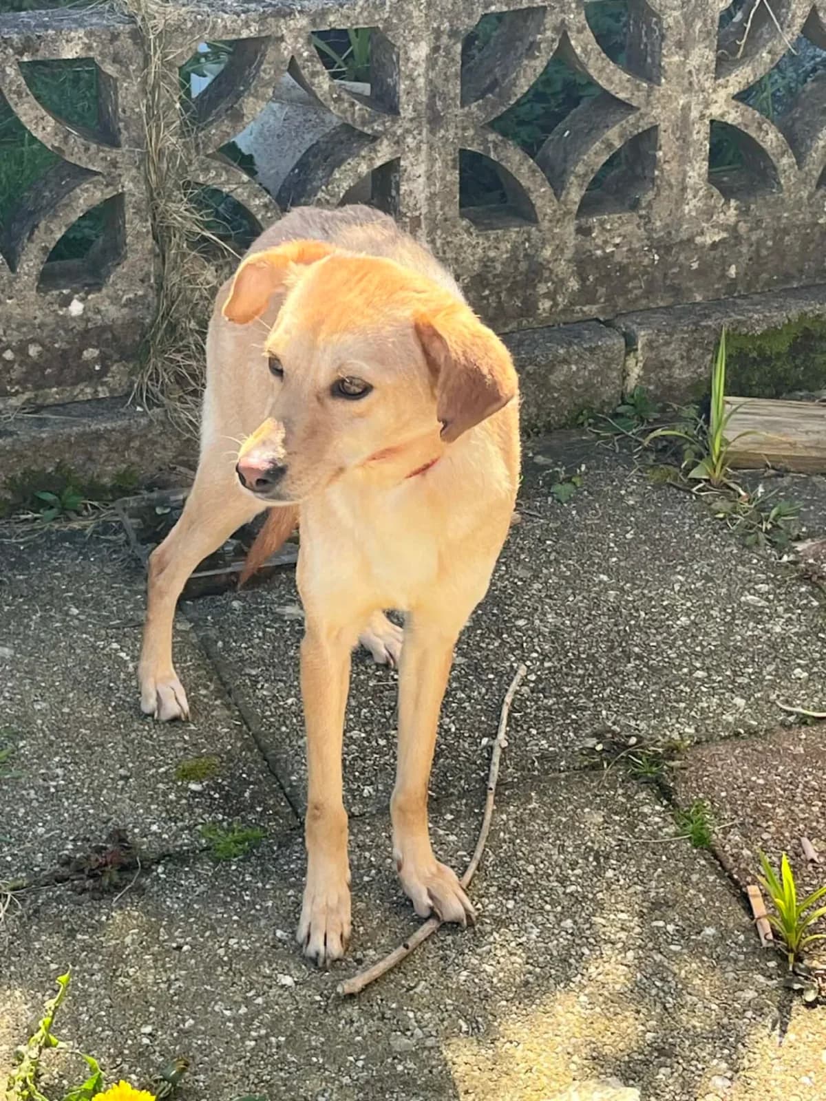 Ruby Red, female puppy Mixed Breed for adoption at Santerpaws Bulgarian Rescue