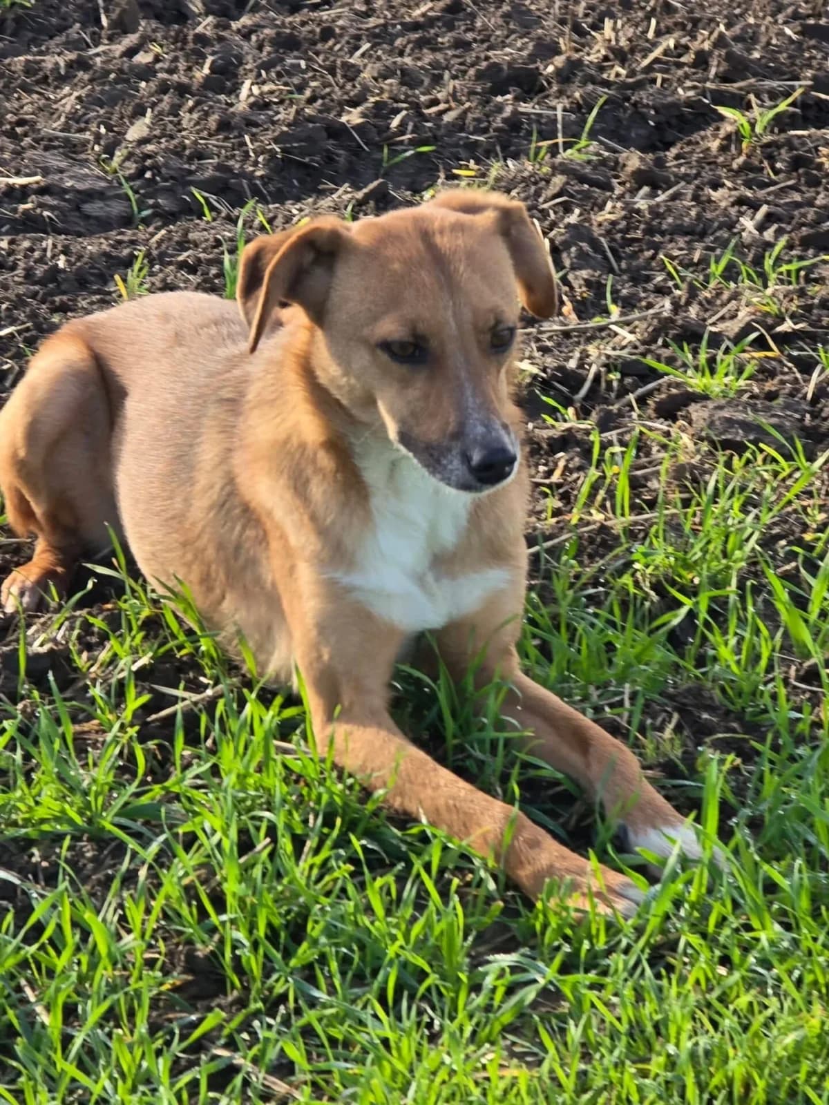 Rusty, male Mixed Breed for adoption at Santerpaws Bulgarian Rescue