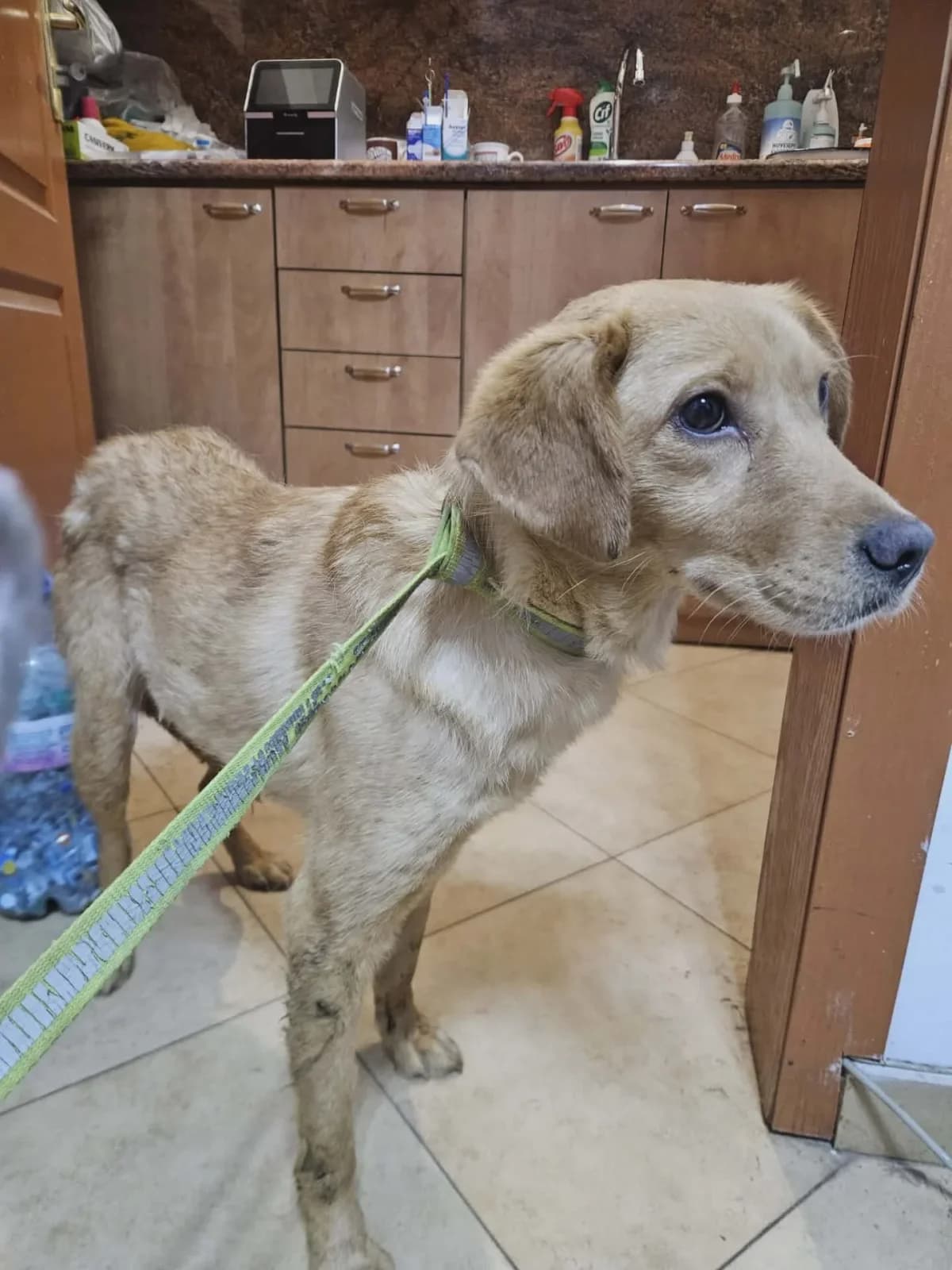 Sandy, female Mixed Breed for adoption at Santerpaws Bulgarian Rescue