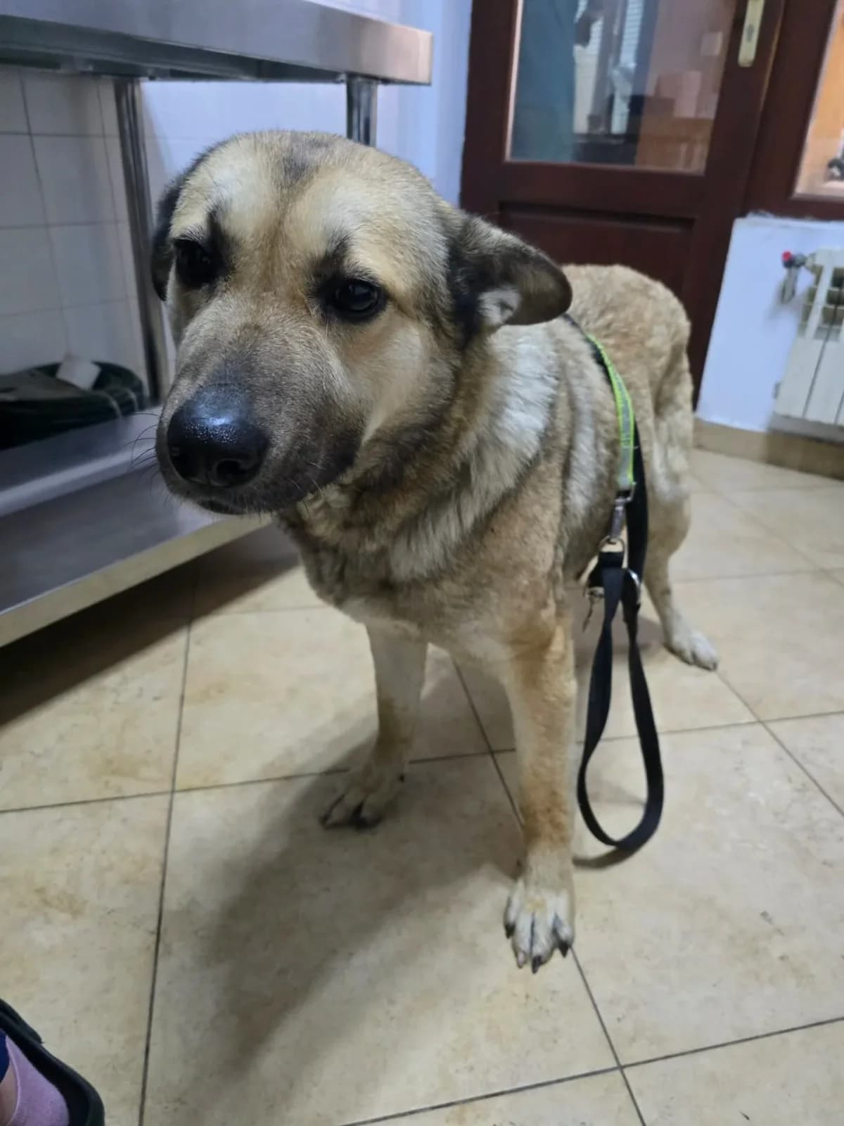 Sara, female puppy Mixed Breed for adoption at Santerpaws Bulgarian Rescue