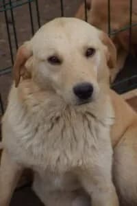 Skilo, male 4yo Mixed Breed for adoption at Santerpaws Bulgarian Rescue