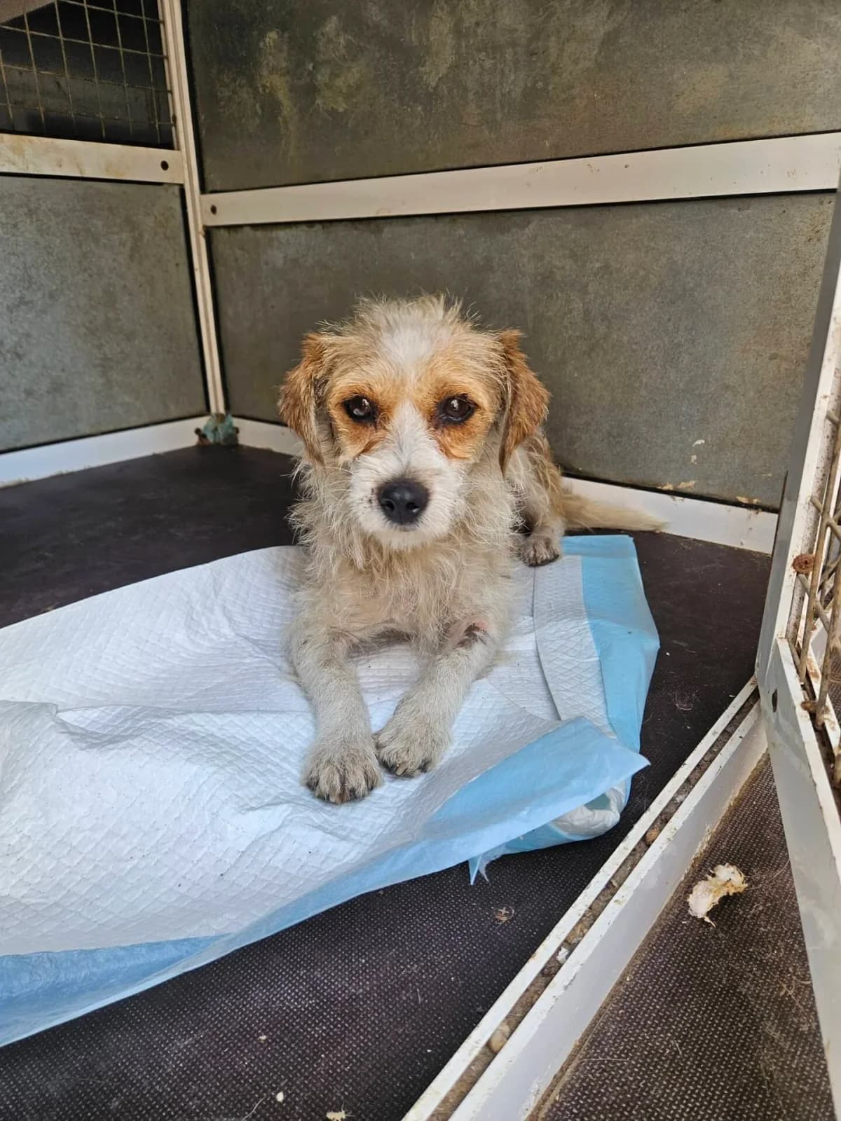 Tessa, female young Mixed Breed for adoption at Santerpaws Bulgarian Rescue