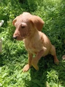 Toivo, male young Mixed Breed for adoption at Santerpaws Bulgarian Rescue