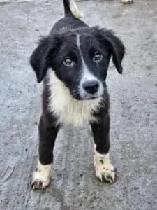 Tucker, male Mixed Breed for adoption at Santerpaws Bulgarian Rescue