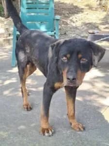 Tyson, male Mixed Breed for adoption at Santerpaws Bulgarian Rescue