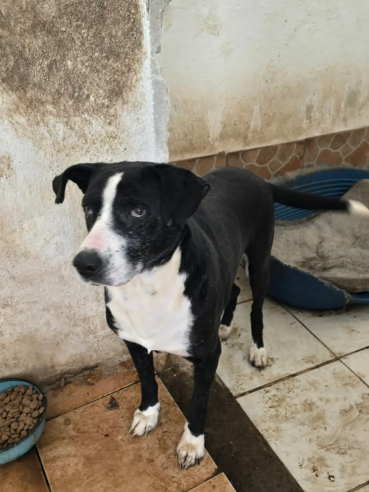 Yantsi, male senior Mixed Breed for adoption at Santerpaws Bulgarian Rescue
