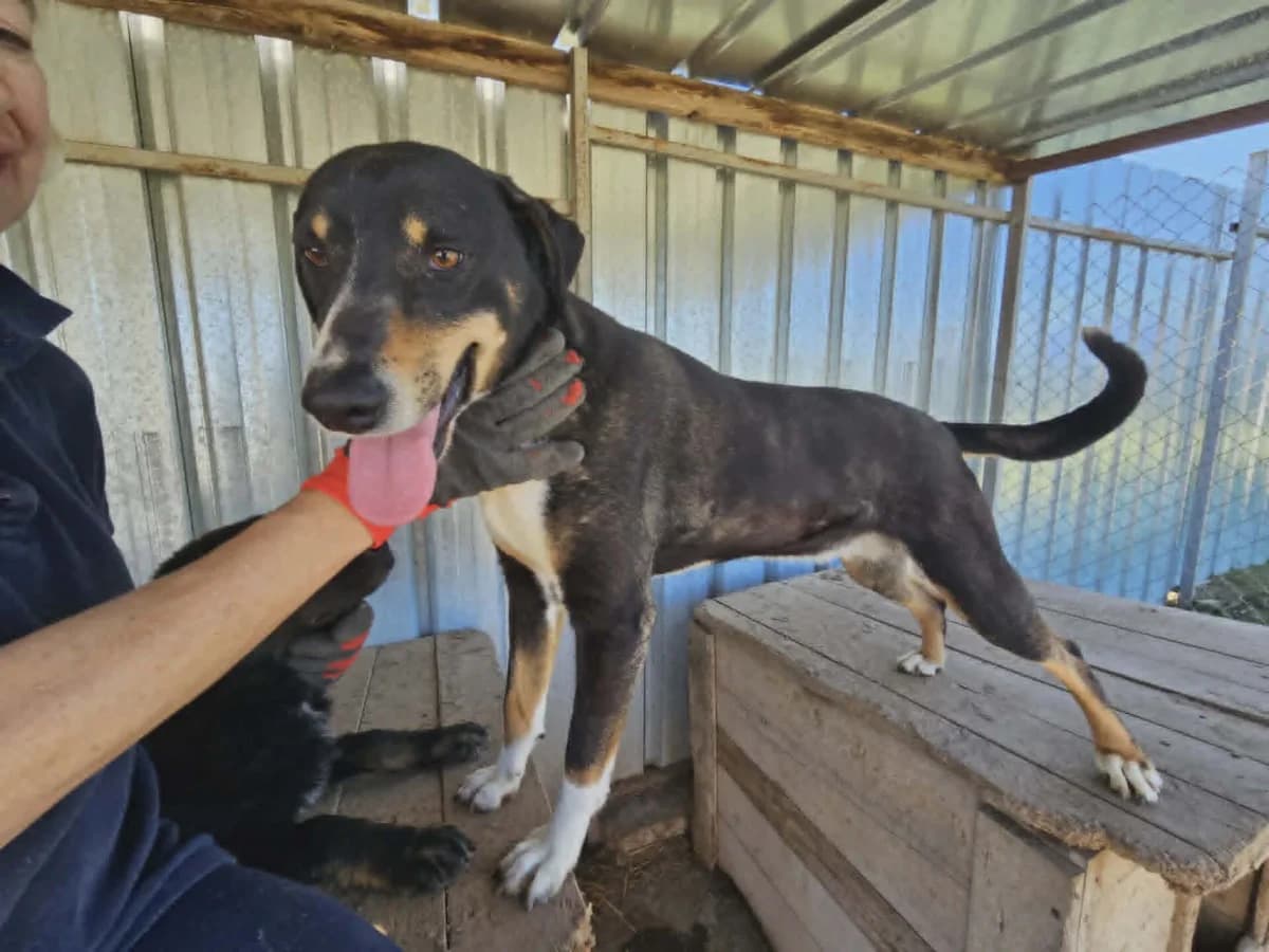 Zorka, female Mixed Breed for adoption at Santerpaws Bulgarian Rescue