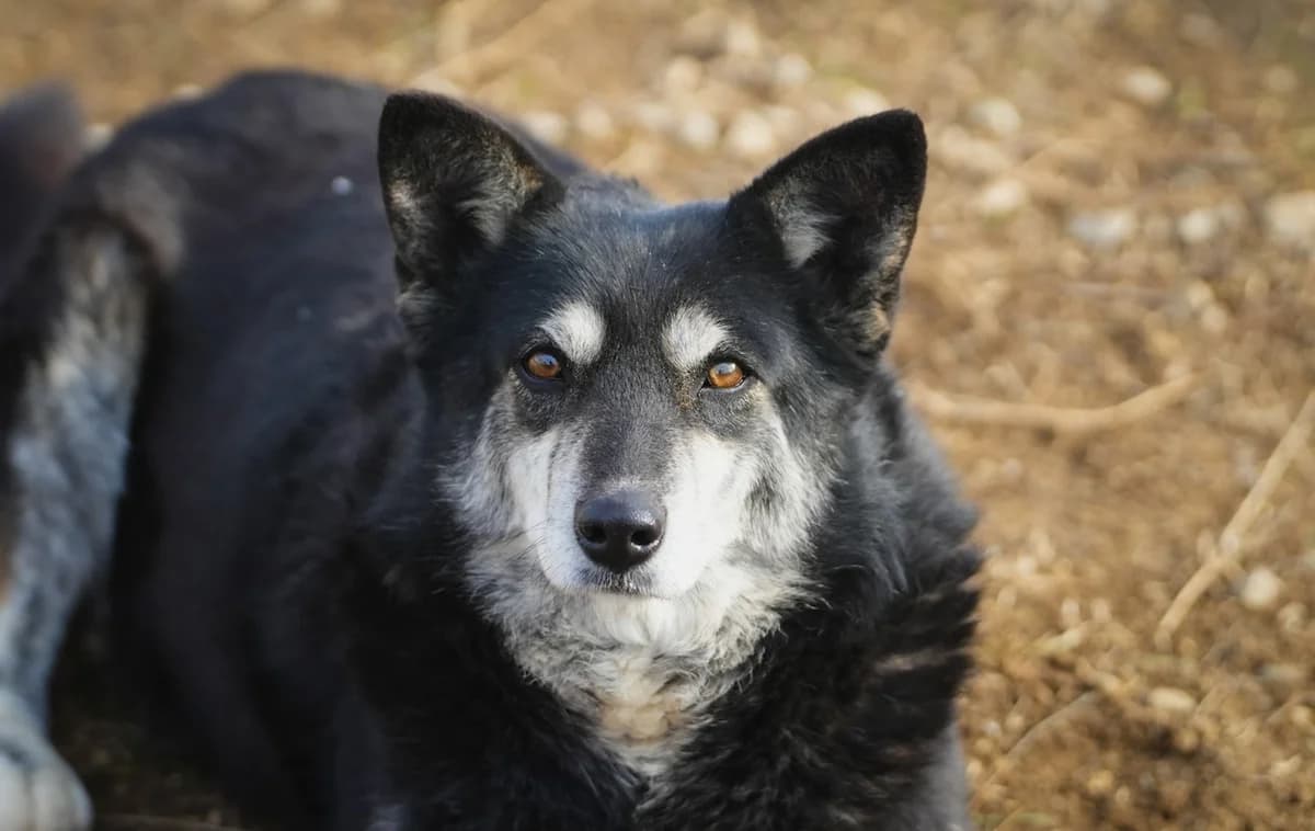 Martina, female 7yo Mixed Breed for adoption at Sharo Foundation