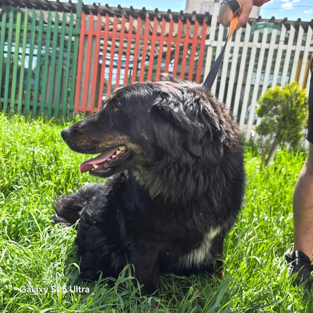 Alf, Mixed Breed (Sharo Foundation)