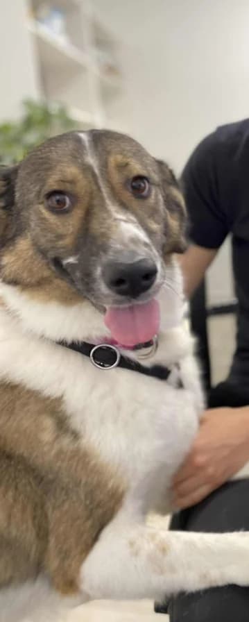 Linda, female 3yo Mixed Breed for adoption at Sharo Foundation