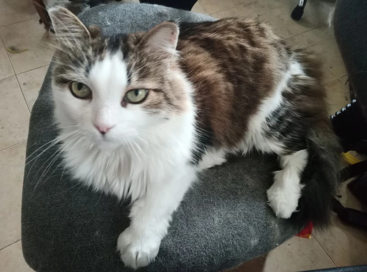 Murchi, female senior Mixed Breed for adoption at Sharo Foundation
