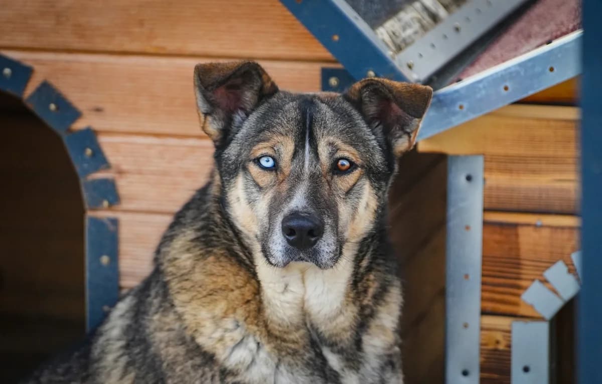 Choki, male 3yo Mixed Breed for adoption at Sharo Foundation, Sofia