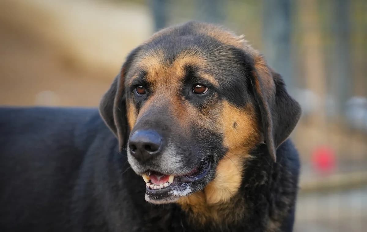 Chester, male 5yo Mixed Breed for adoption at Sharo Foundation, Sofia