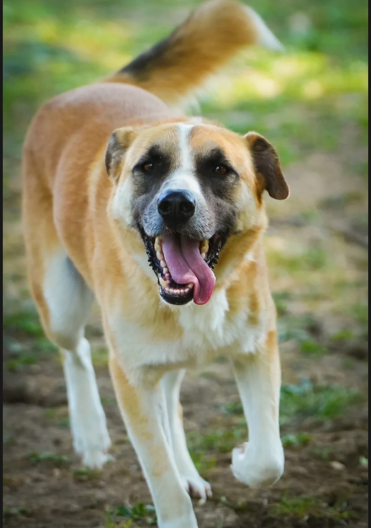 Dobri, male young Mixed Breed for adoption at Sharo Foundation, Sofia