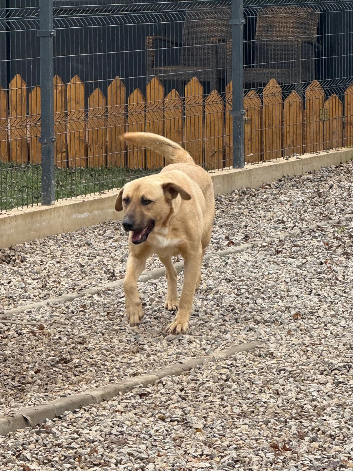 Ollie, male 3yo mixed breed for adoption at Sharo Foundation, Sofia
