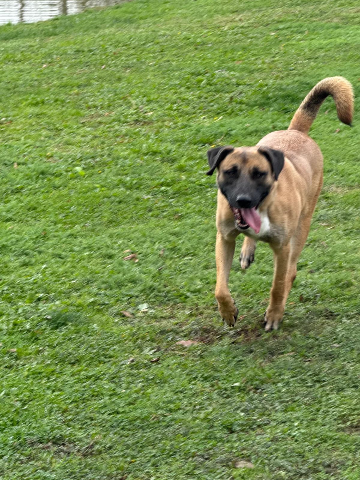Maylo, male 3yo Mixed Breed for adoption at Sharo Foundation, Sofia