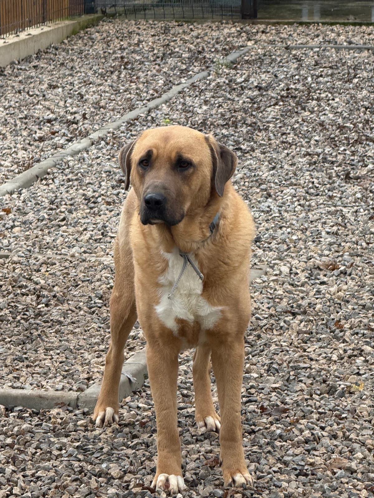 Archie, male young Mixed Breed for adoption at Sharo Foundation, Sofia