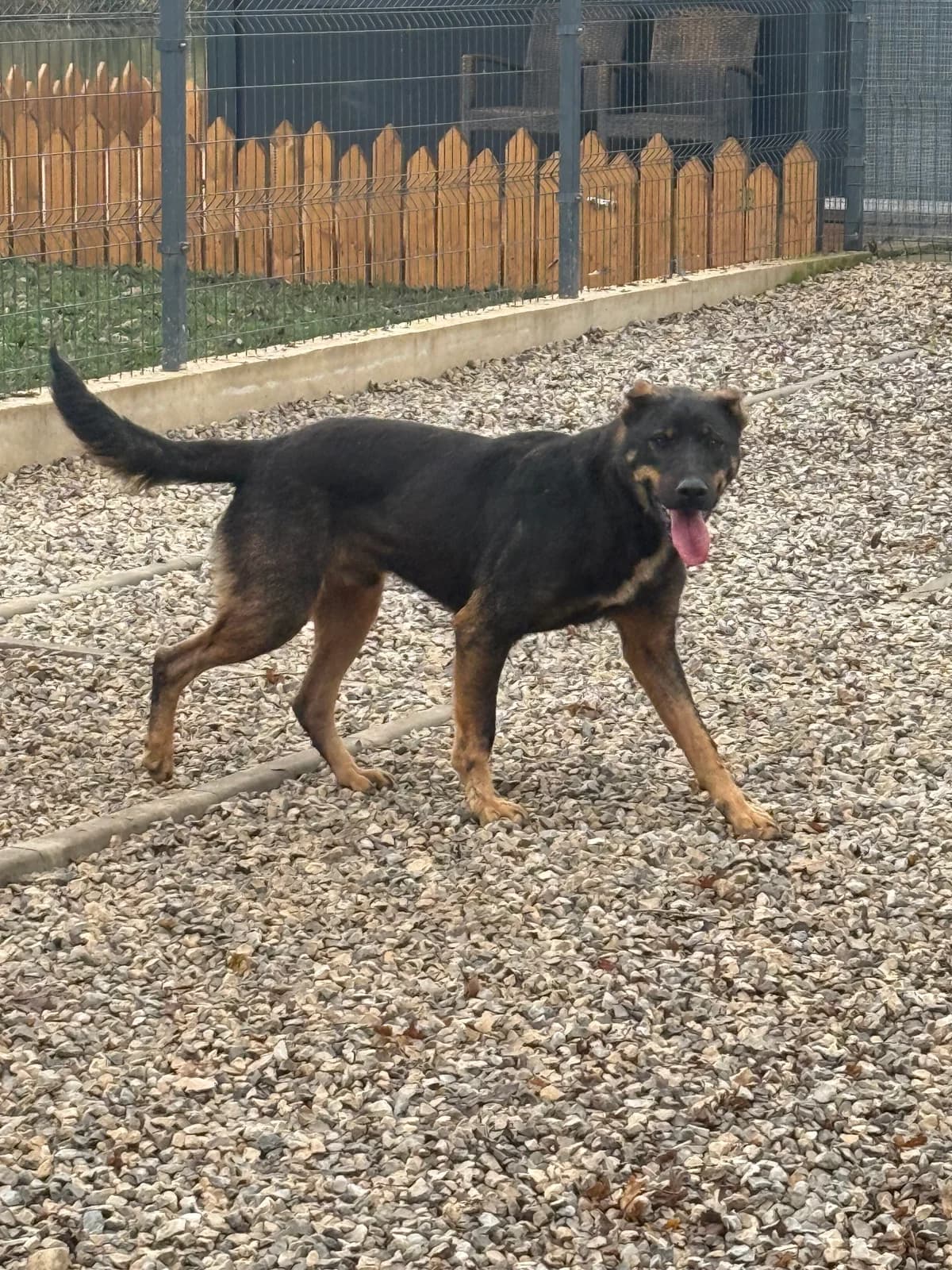 Hagrid,  Mixed Breed for adoption at Saving Saints Rescue UK (Big Paws Welfare)