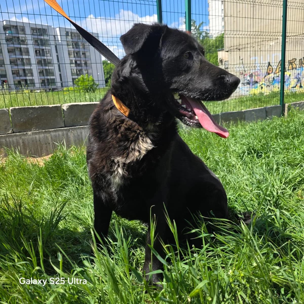 Maxi,  (Sharo Foundation)