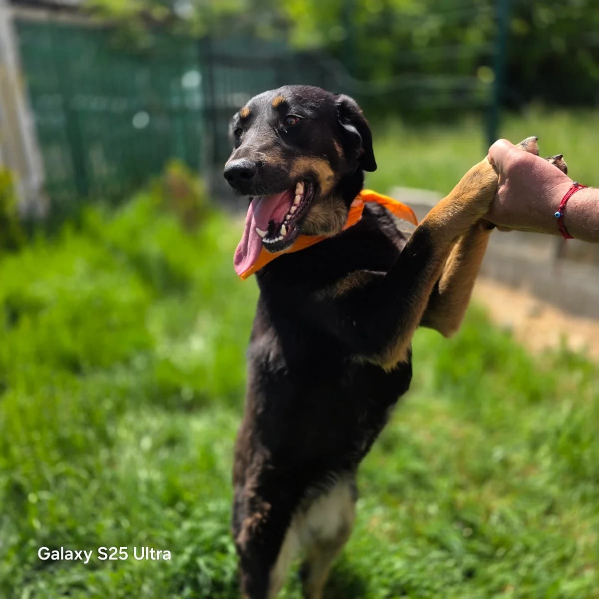 Alice, Mixed Breed (Sharo Foundation)